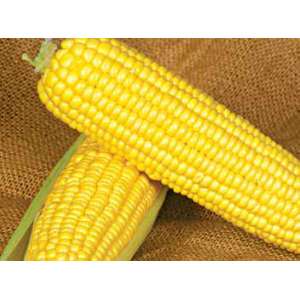 Оверленд F1 - кукуруза сахарная, 100 000 семян, Syngenta (Сингента), Голландия  фото, цена